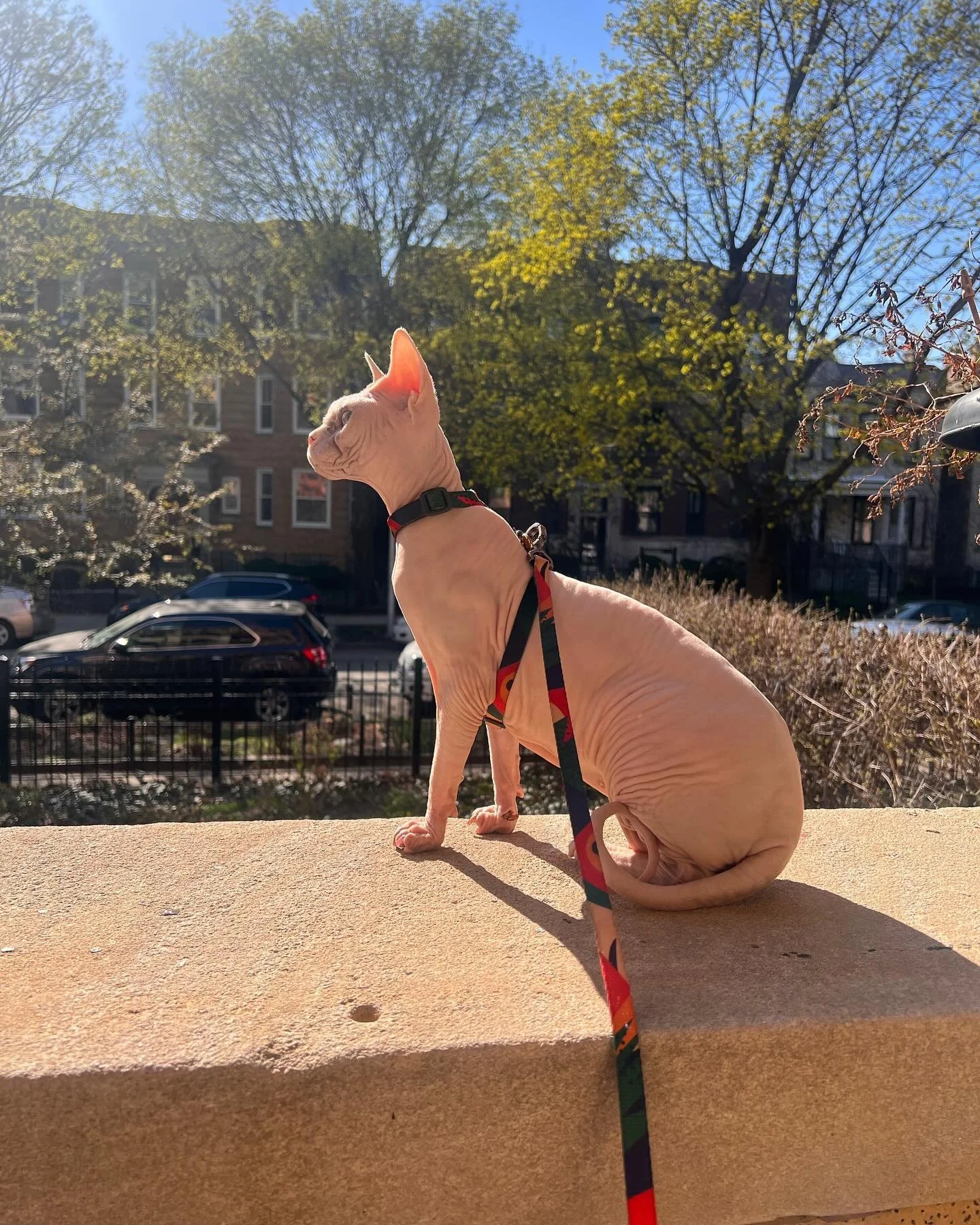 Naked in Chicago fake spring while it lasts&hellip;

#nudedude #catsofinstagram #sphynxofinstagram #meow #brothers #sunglasses #fakespring #sphynx #mortimersueandichytoo #mortimersue #suncat