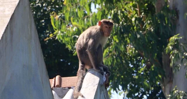 Gridskipping across India