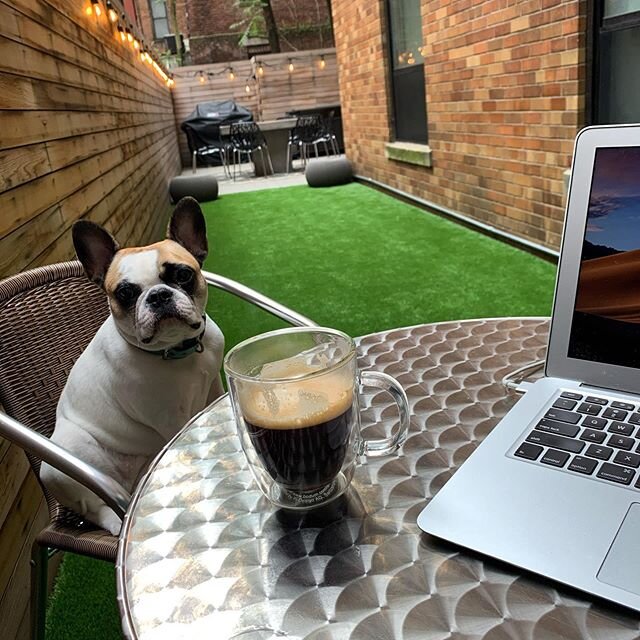 Morning coffee meeting... @stella.justacitydog #thursdayvibes #readytostopshelteringinplace