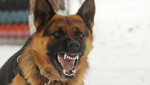 Dog bites, injuries cost more than $500 million annually