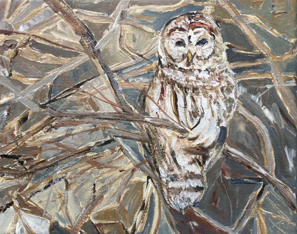 Kristin Gibson "Owl in Branches" 8x10