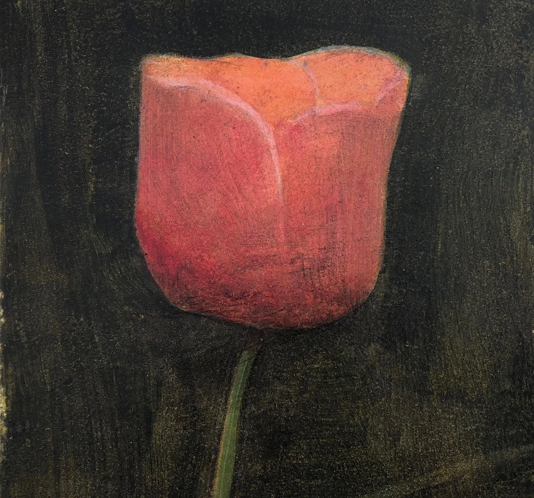 Tulip Study # 2