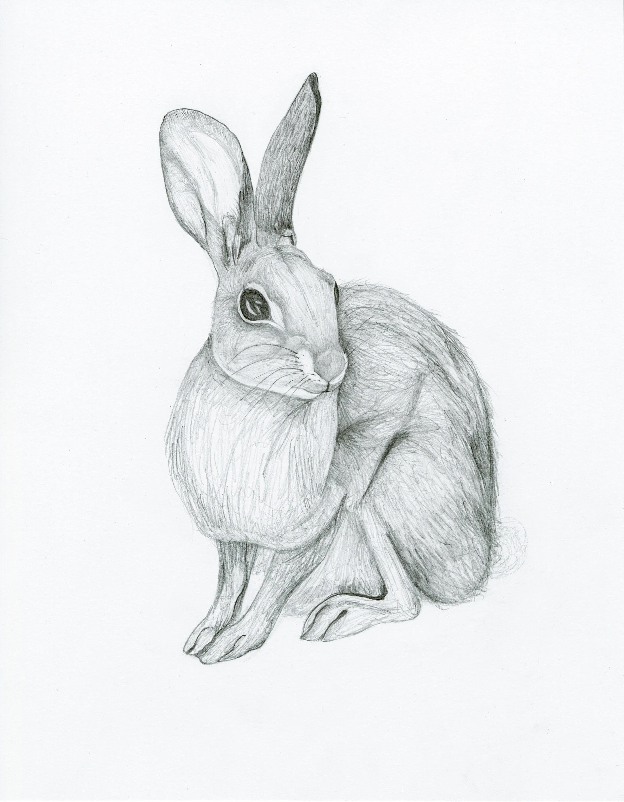 EasternCottontail_11x14_350.JPG