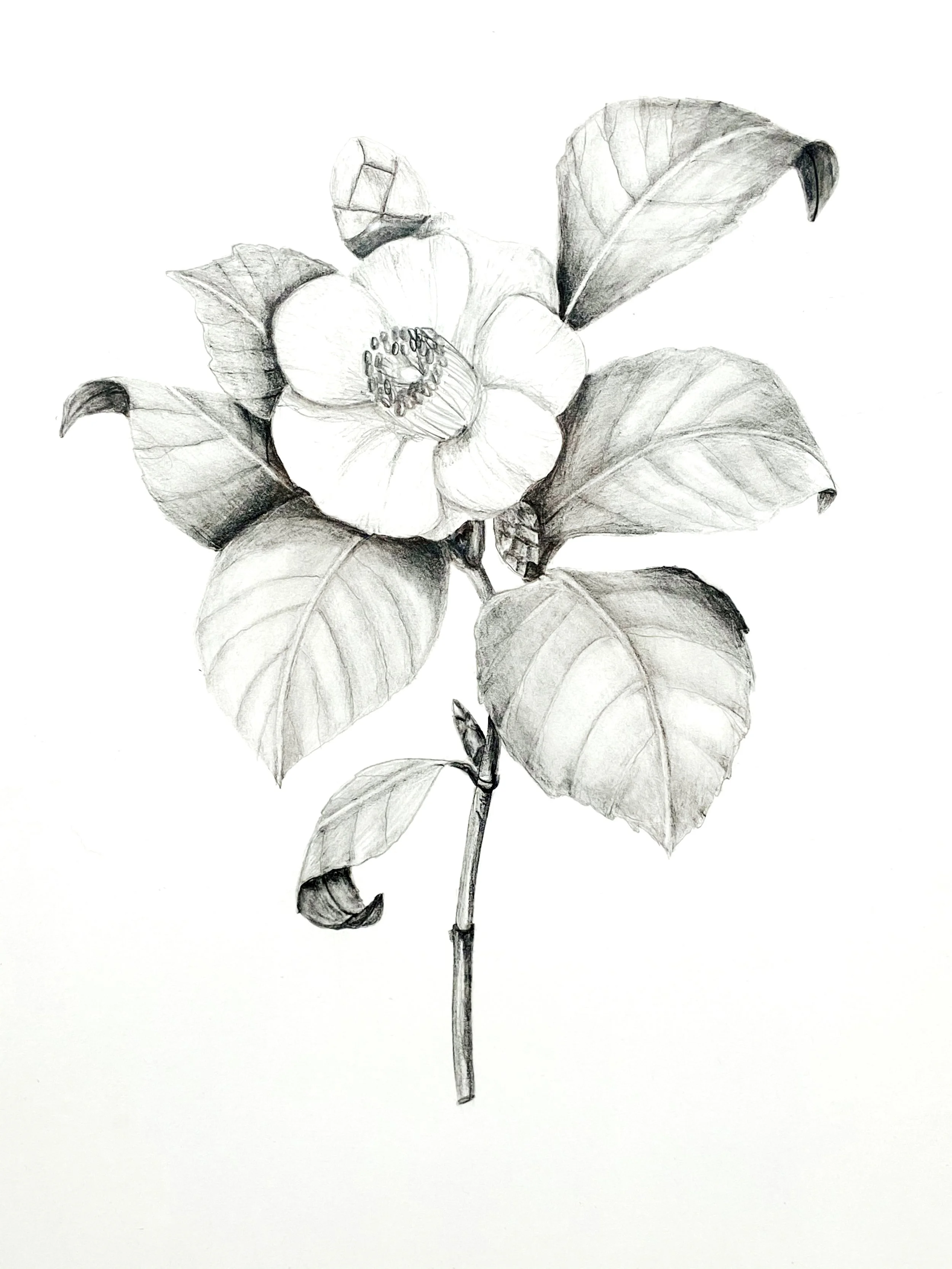 Camelia 11x14 $350.jpg