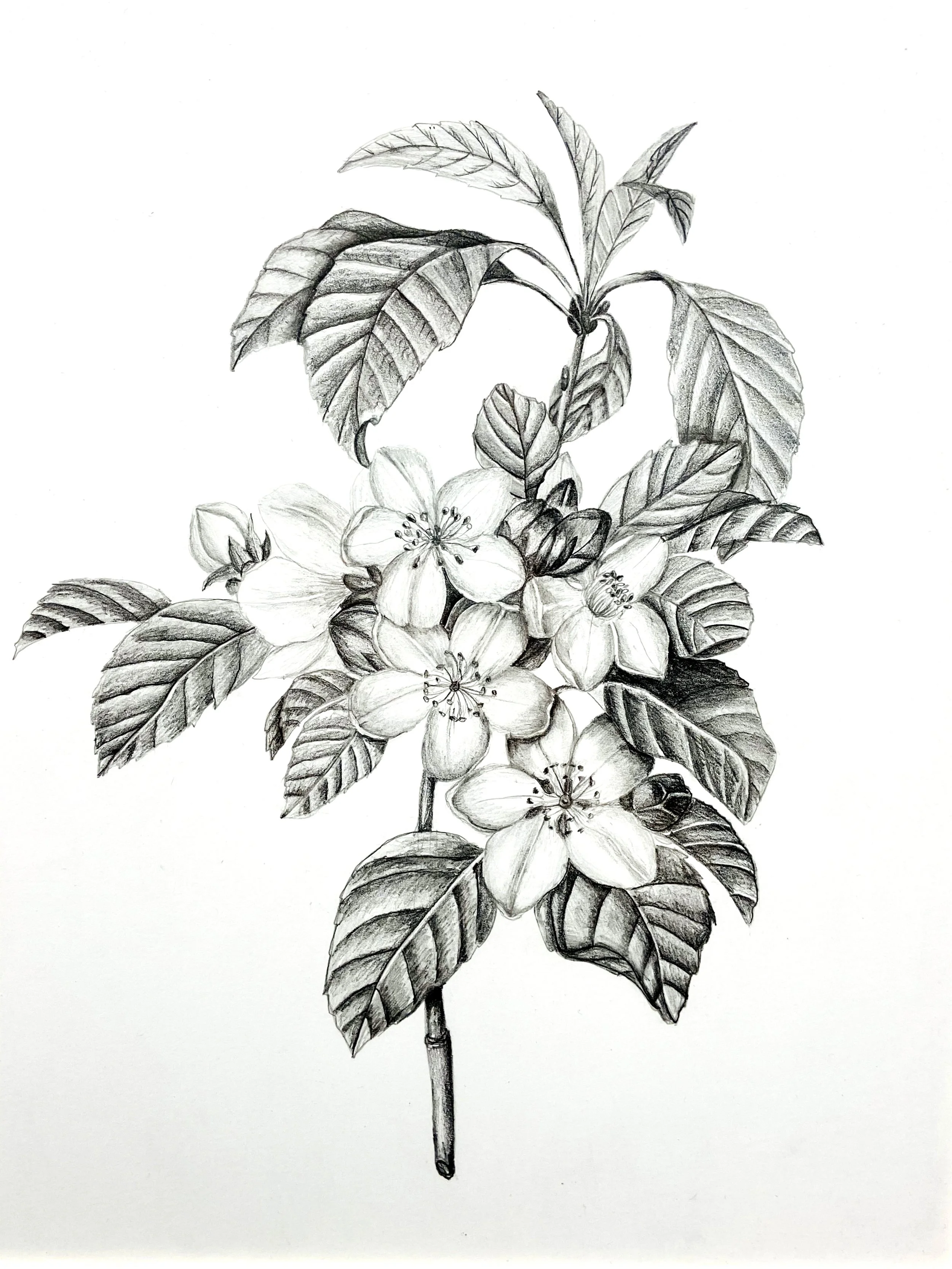 Flowering Dogwood 11x14 $350.jpg