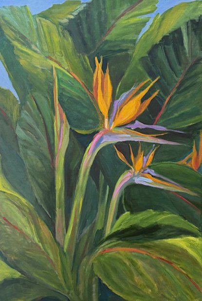 Birds of Paradise in Bloom