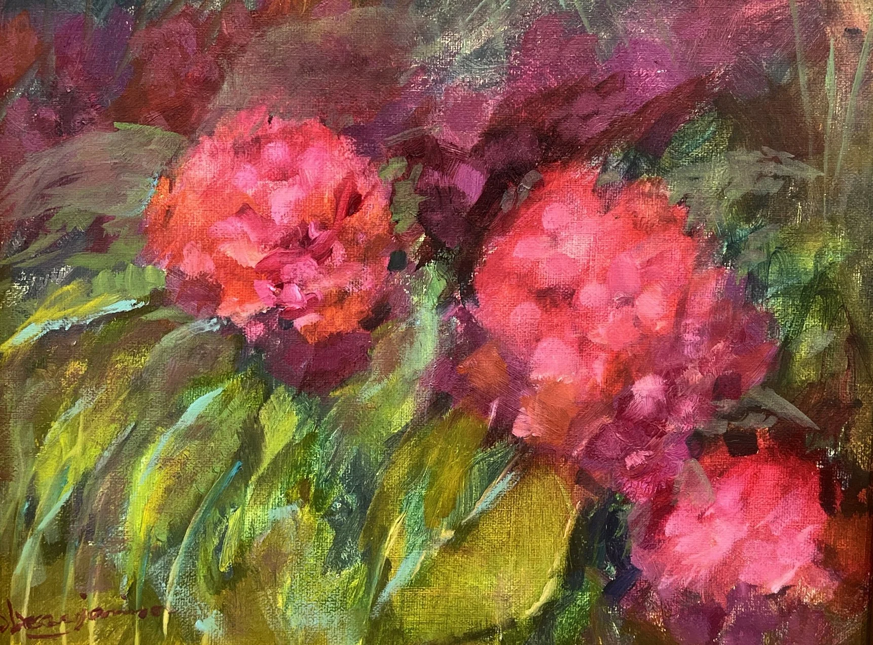 Hydrangeas