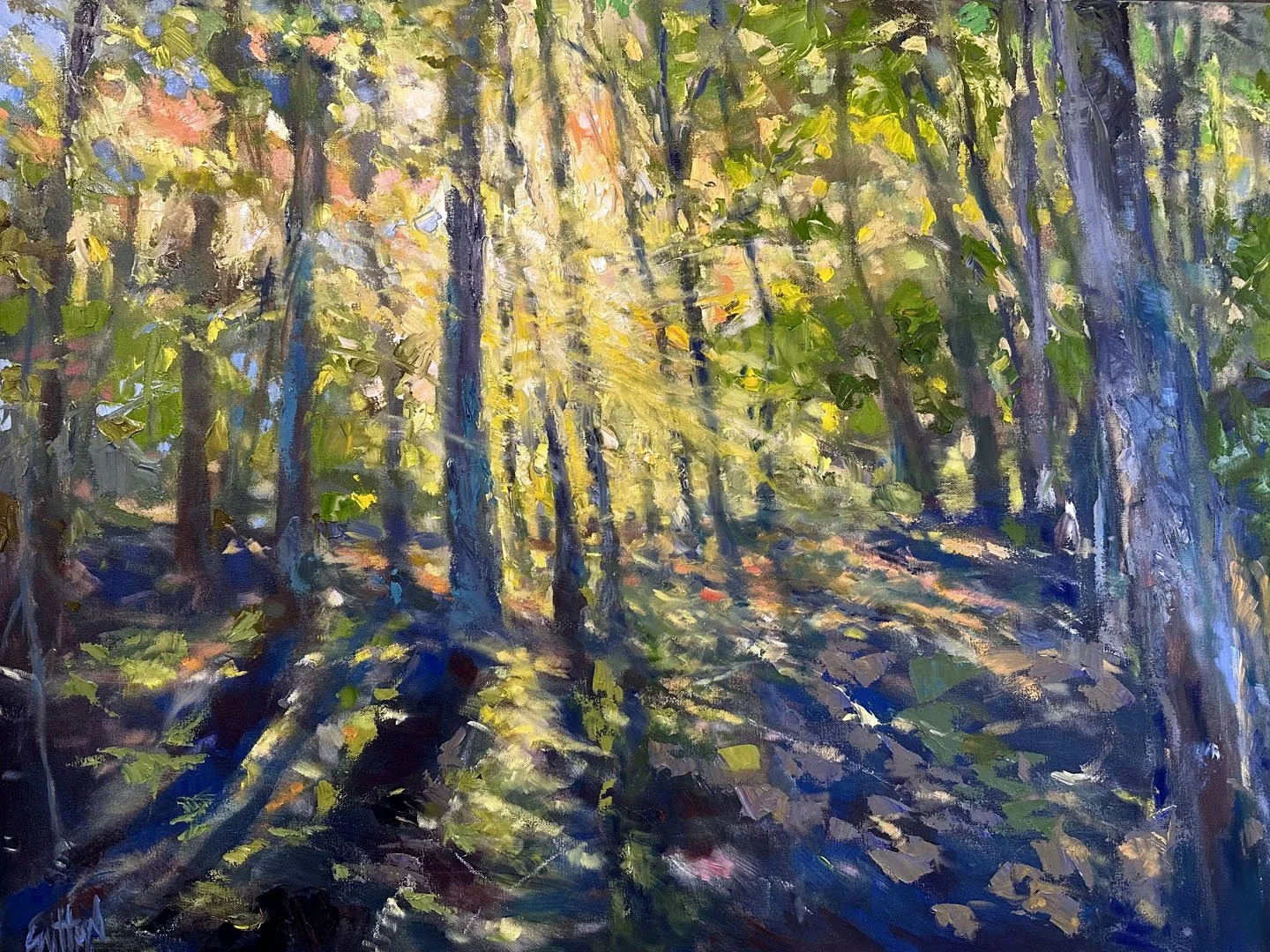 Light in the Forest