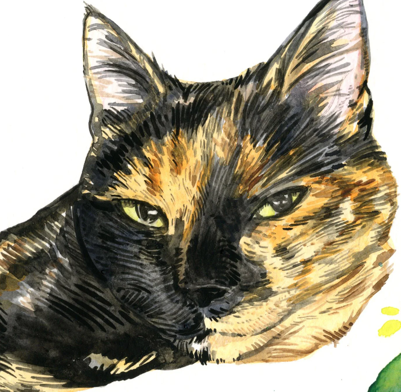 CAT1.jpg
