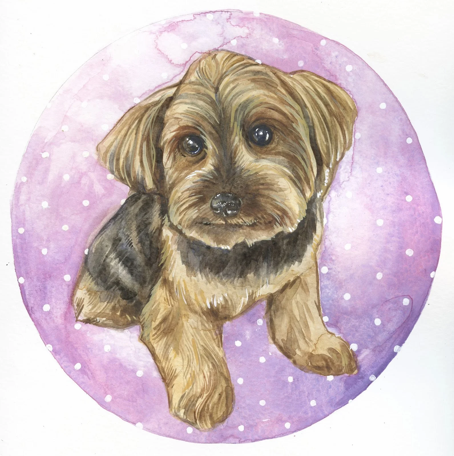 Yorkie.jpg