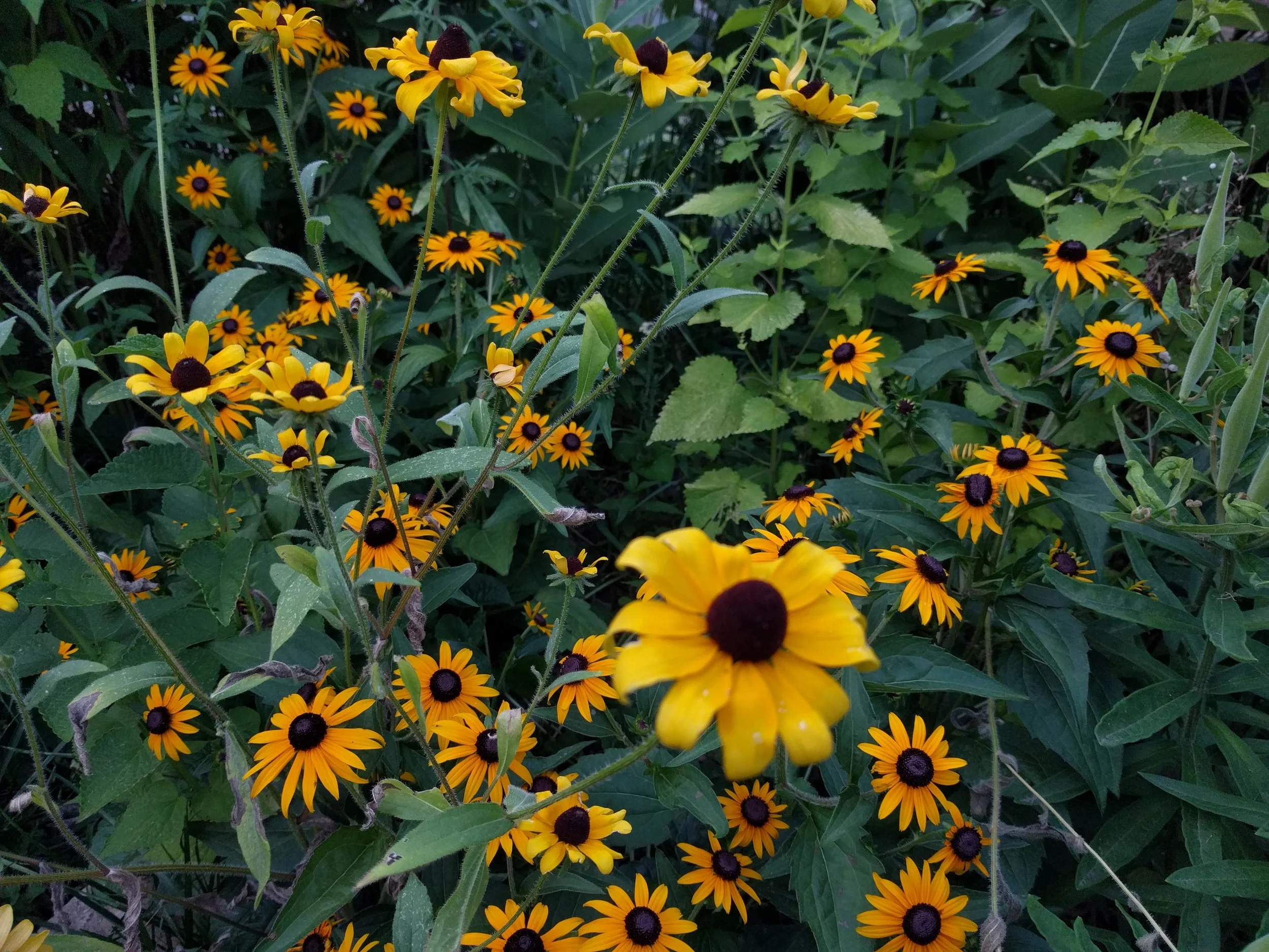 IMG_20180719_200727.jpg