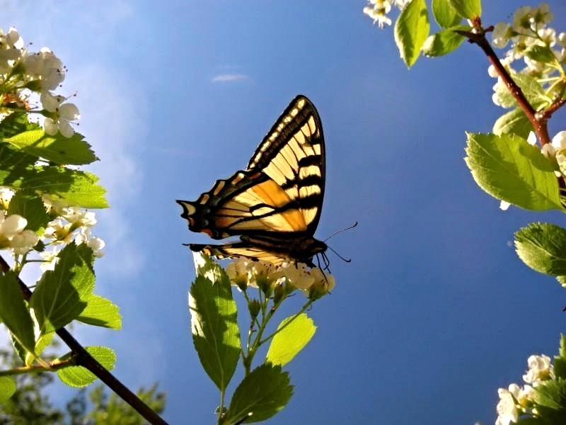 Butterfly at Fissipes Farm