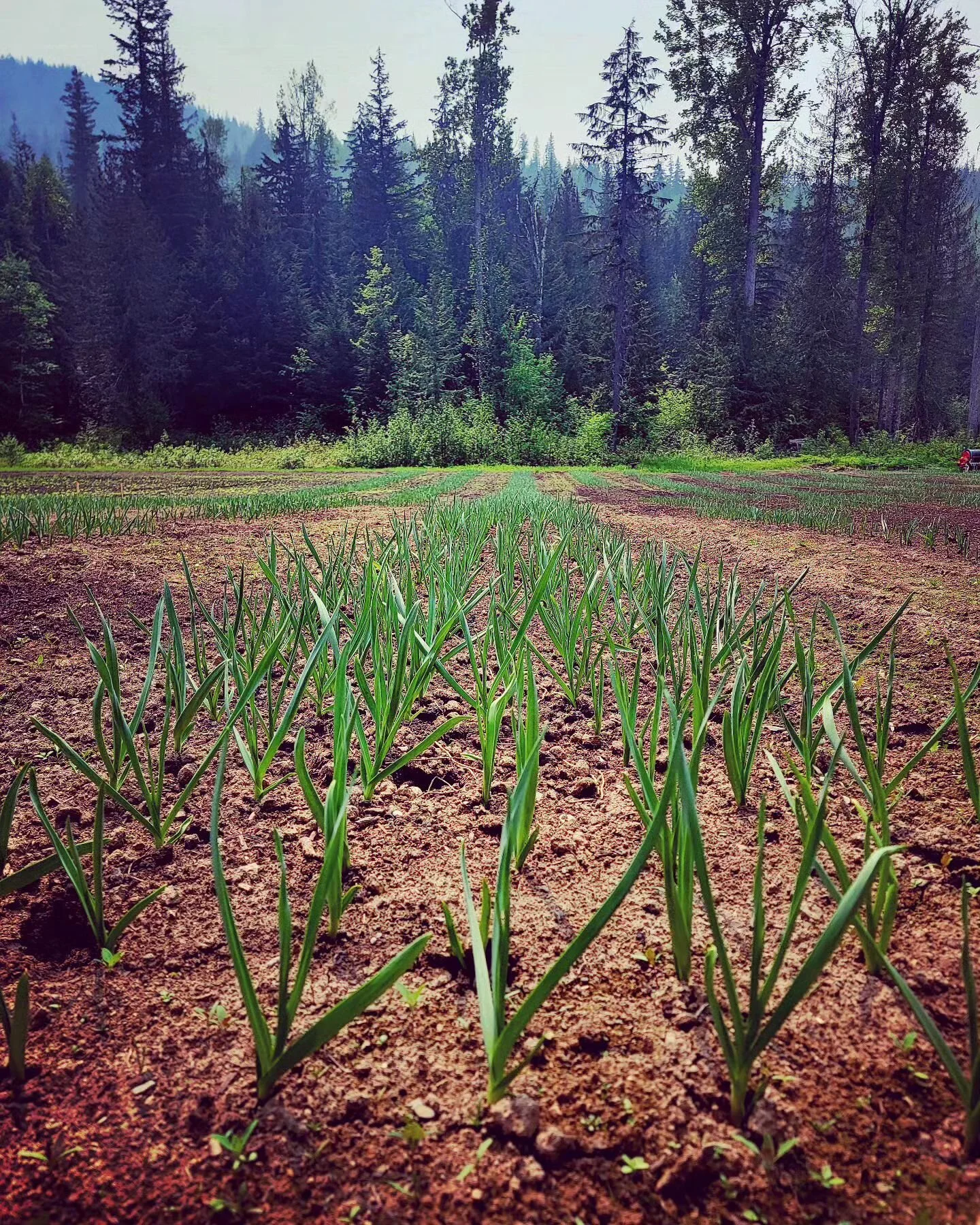 Our spring garlic planting was on April 30th and May 1st.  This is how fast the garlic has come up! This picture was taken on May 19th

They are off to the races! 🧄🧄🧄

Follow us this spring &amp; summer to see how hardneck garlic grows... next on 
