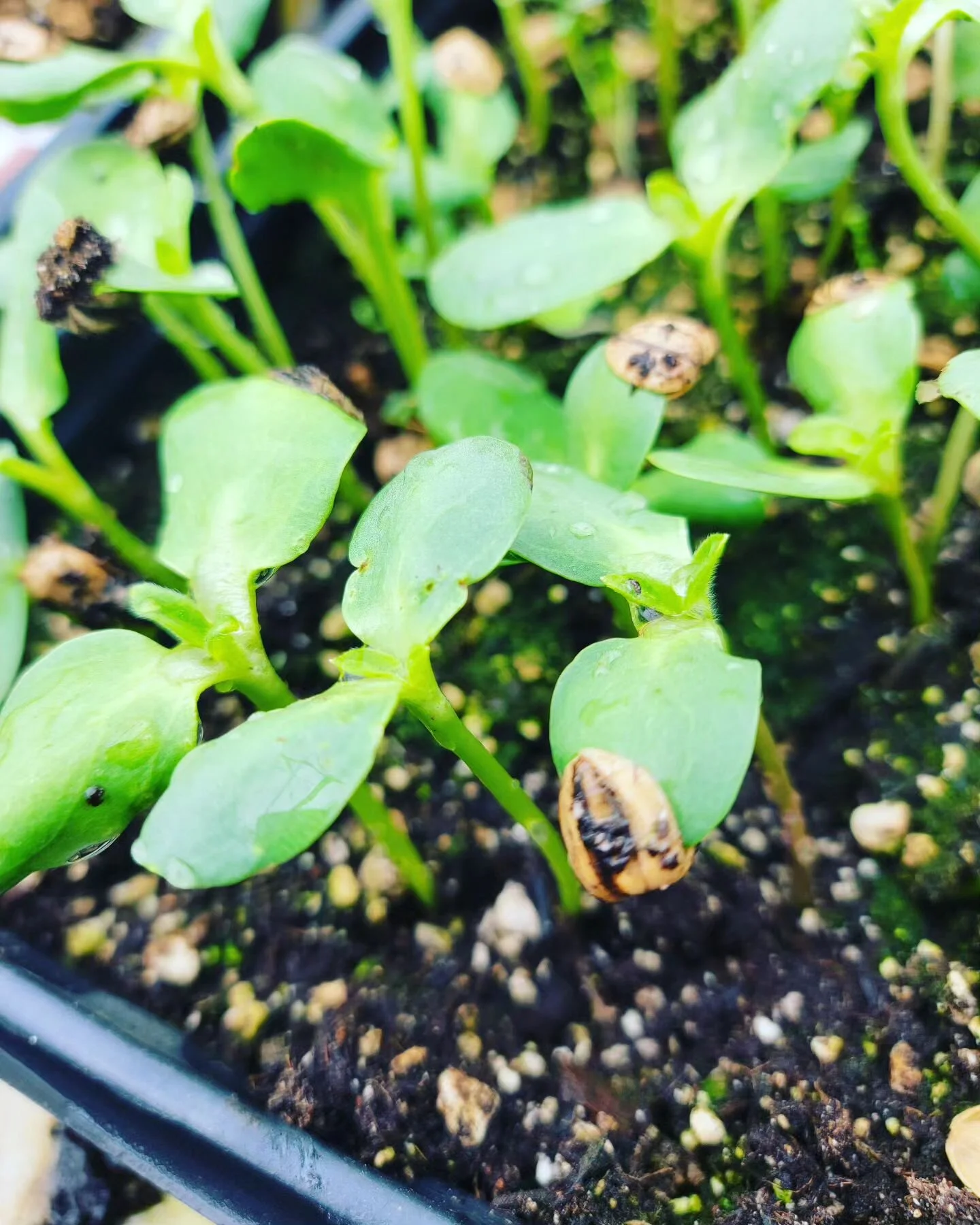 Giant Sunflowers coming out of their seed shells 🌻🌻🌻 !!!

How elegant the design of mother nature, 🌱
How simple and complex, just like human nature &amp; our human experience..
Reducing to black and white, good and bad, right and wrong is so limi