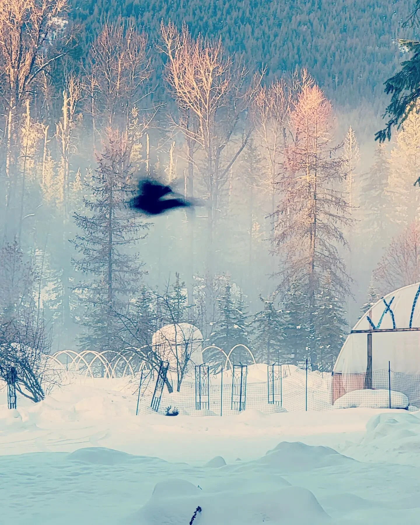 Sunrise and Stellar Jay, followed by a power outage for a few hours = perfect morning 😄🥰😊

#goodmorning #fissipesfarm #beautifulBC #garlicfarm #bcwinter #sunrise