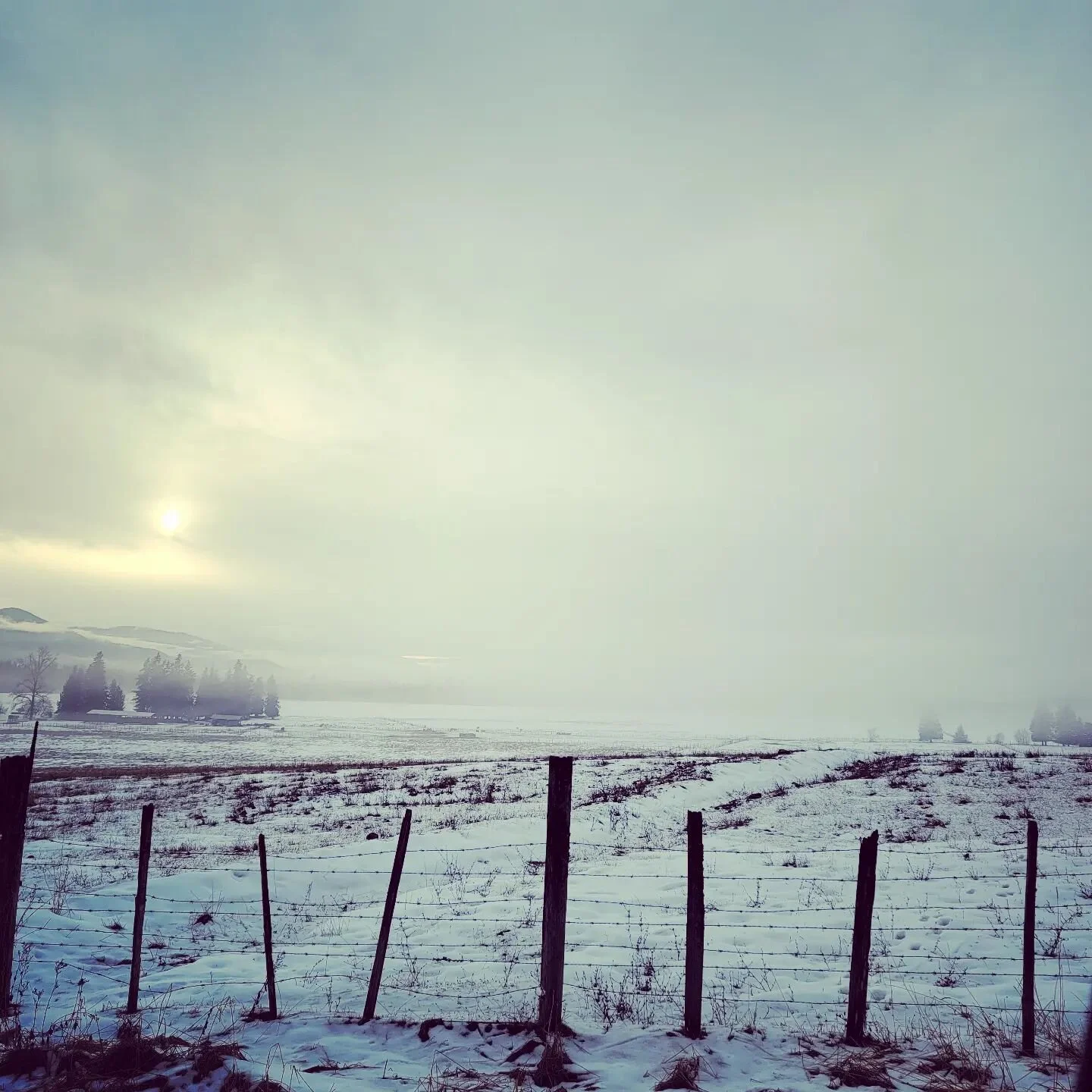 Let the light in.. even even when it is cold out, and foggy..

Correction:  Especially when it is cold and foggy :)

#musings #foggy #light #farmlife #beautifulbc #lightisall #awake #alive #feelintoit #farmfields
