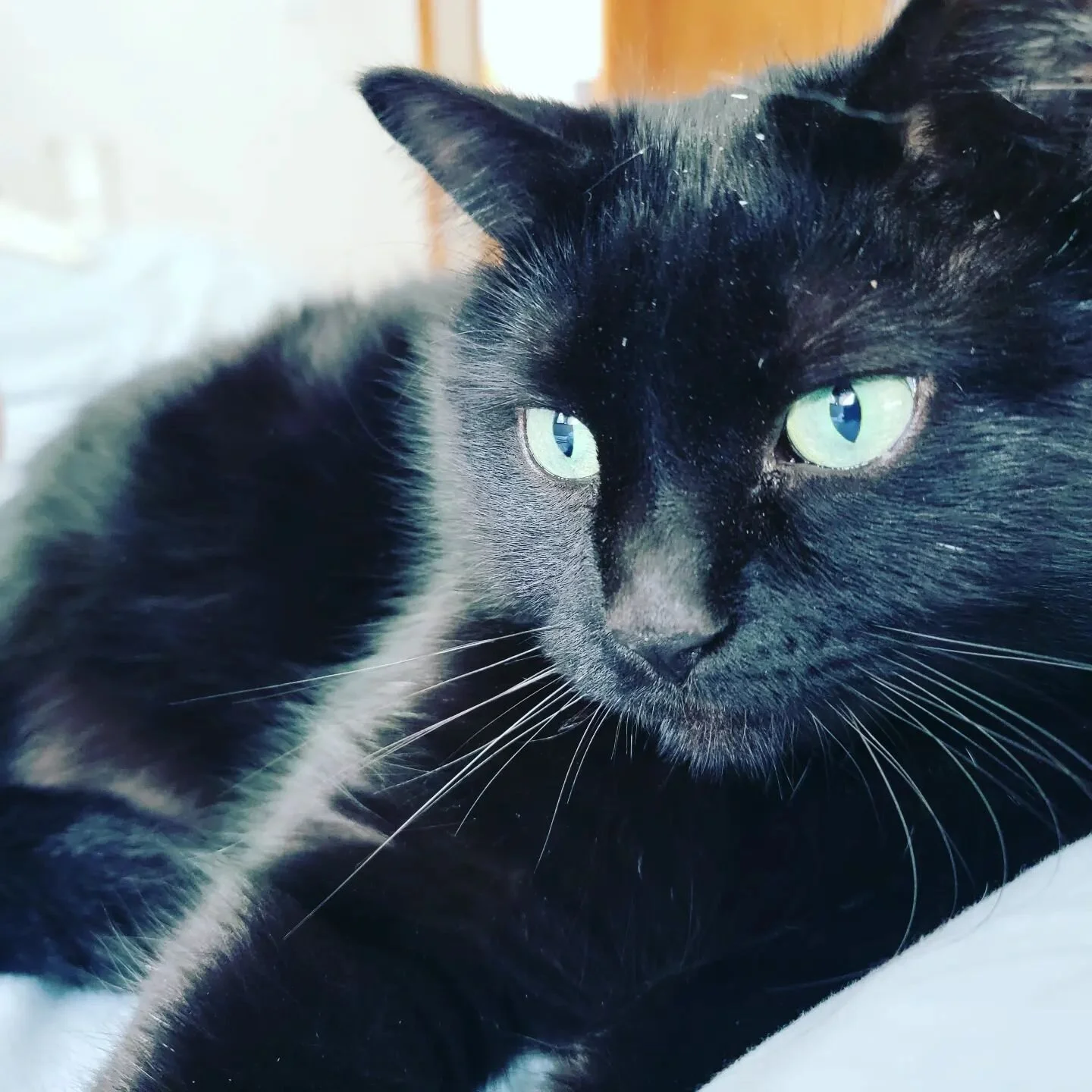 Who says black cats don't photograph well ? 🤔 🙃😃

This is Bugsy 
Bugsy Malone

#blackcat #fissipesfarm #blackcatphoto 🐈