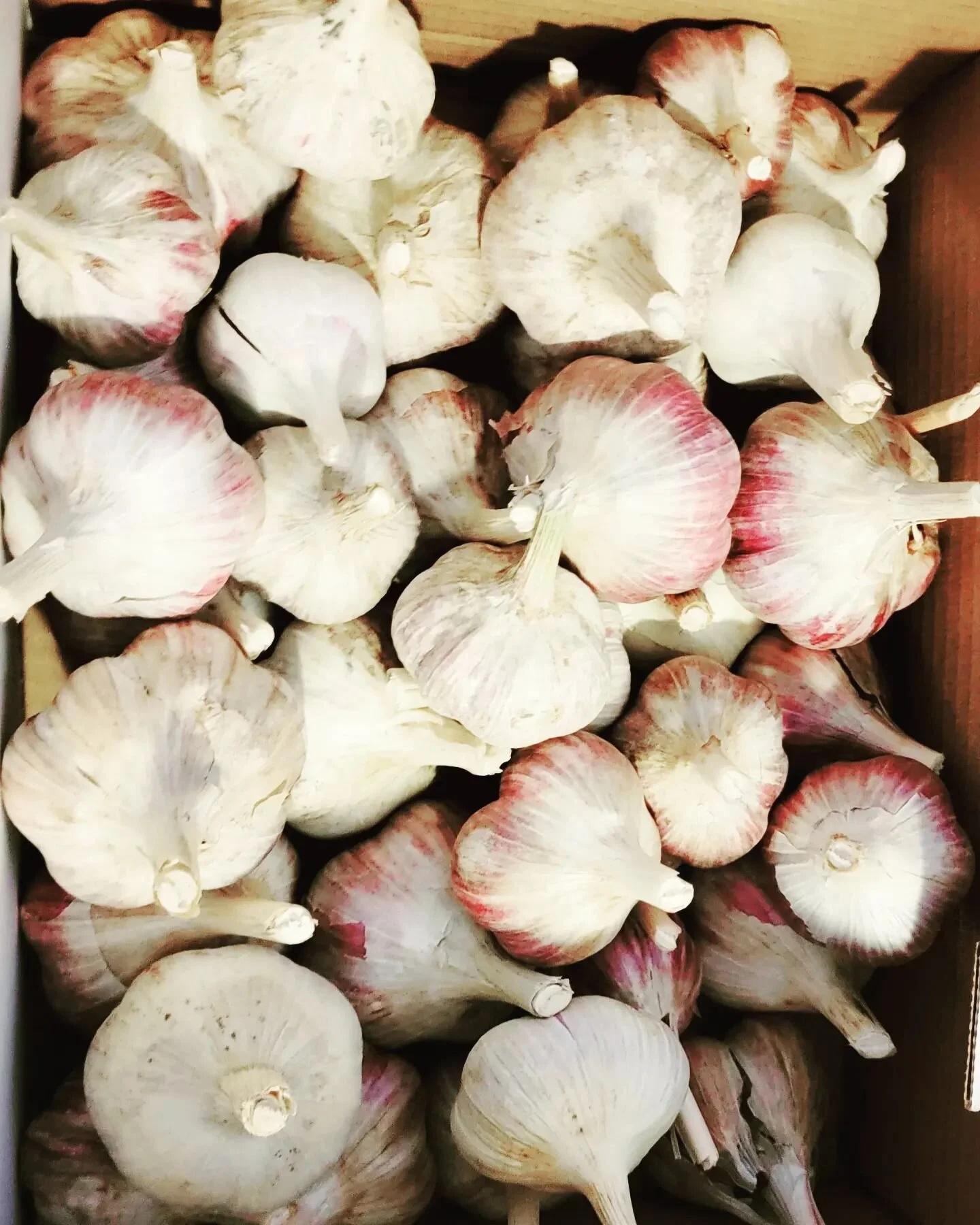 In need of some extra heat and flavor to spice up this long grey stretch of winter?  We still have beautiful garlic for sale! 

Luckily, we have a good storage area and environment to winter our garlic and keep them fresh for as long as possible! Whe