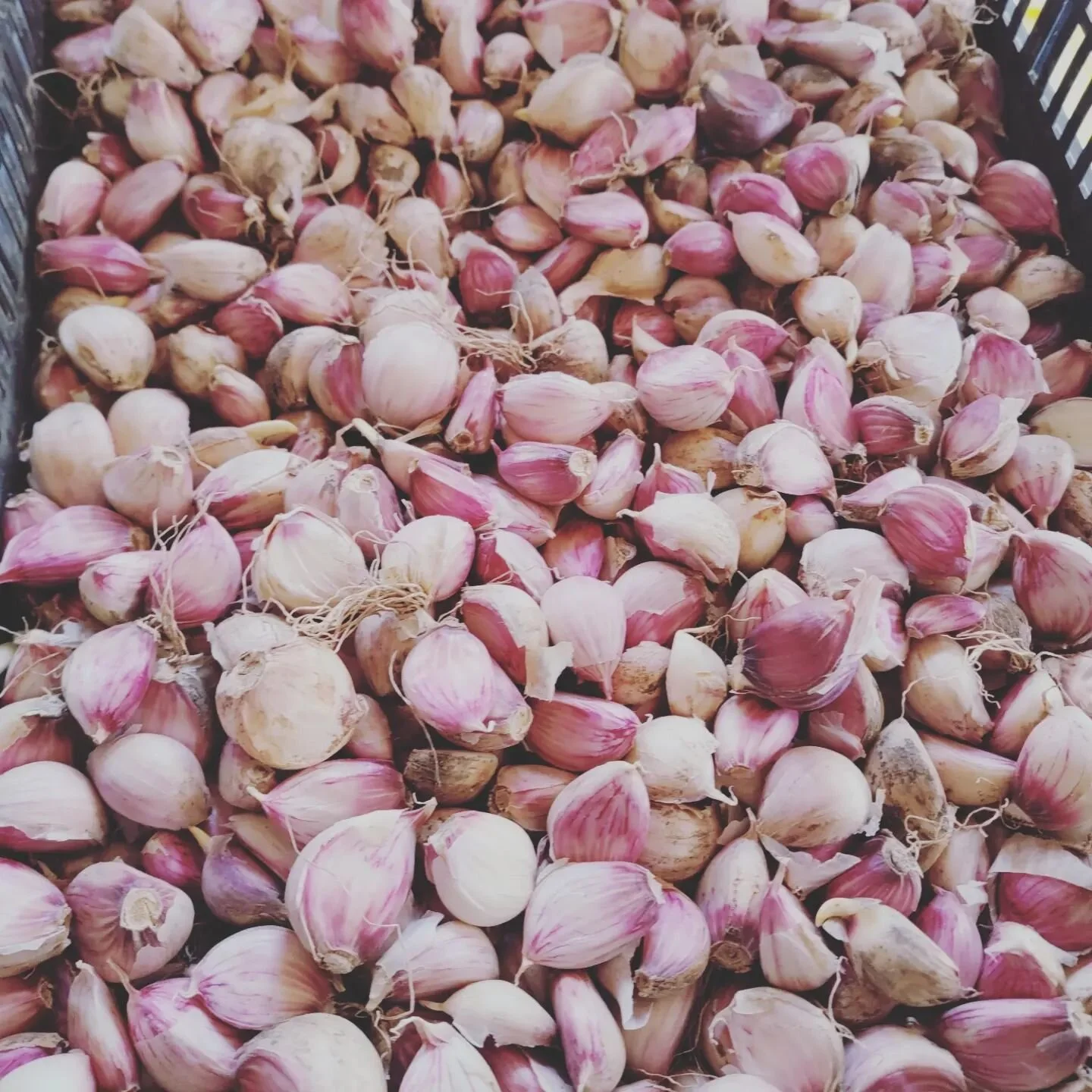 Attention gardeners and farmers! ⚠️🔺️🚩
Certified seed garlic now available for your spring planting!

🧄Whether you forgot to plant last fall, simply ran out of time before the first snowfall, or want to try your hand at planting spring garlic, whi