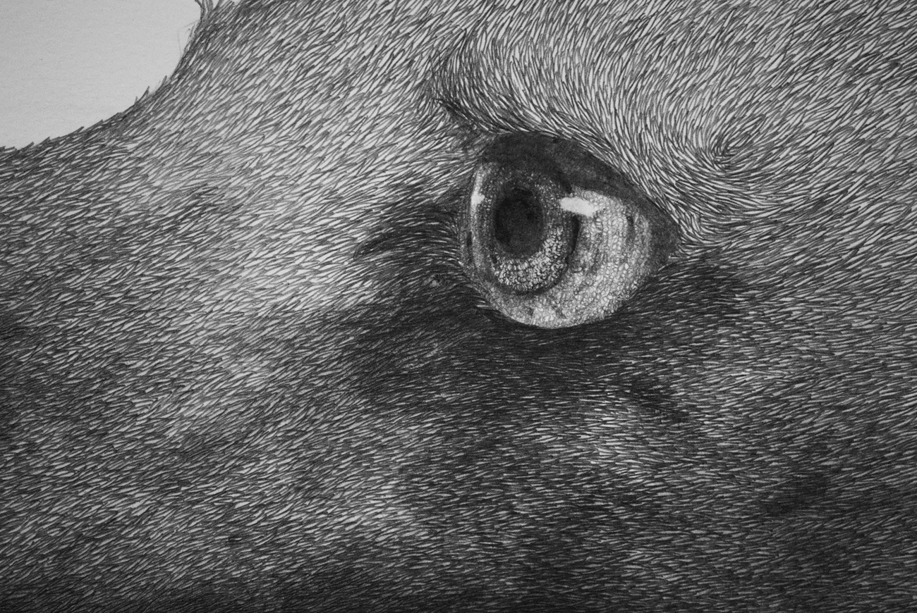 Mateo (detail) 2013 45"x42" Graphite on Paper. 