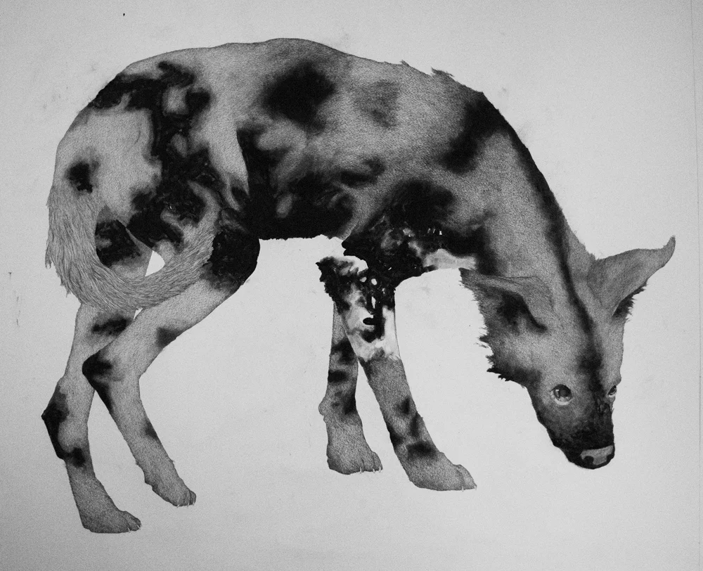 Samantha 2013 46"x42" Graphite on Paper. 
