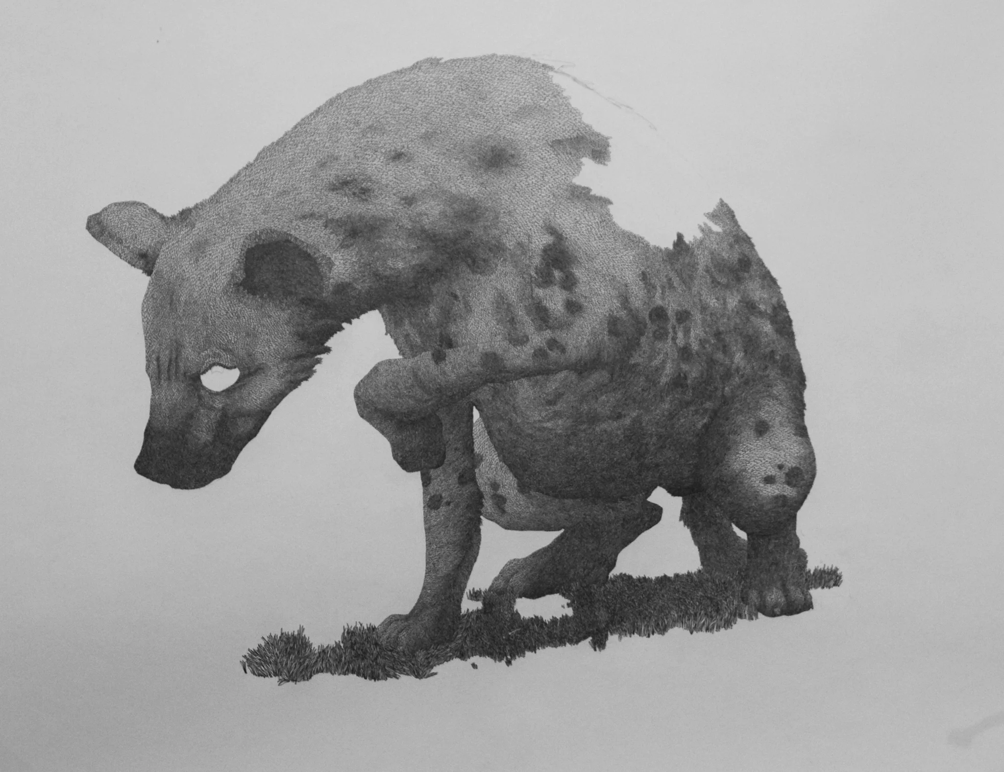 Submission 2012, 42"x42" Graphite on Paper. 