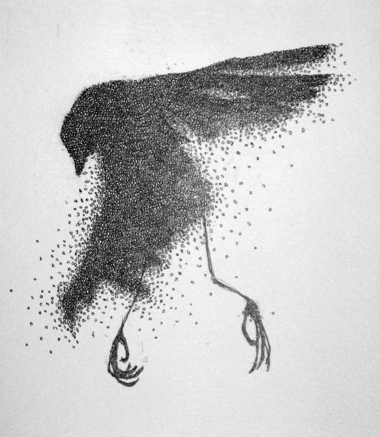 dead bird.jpg