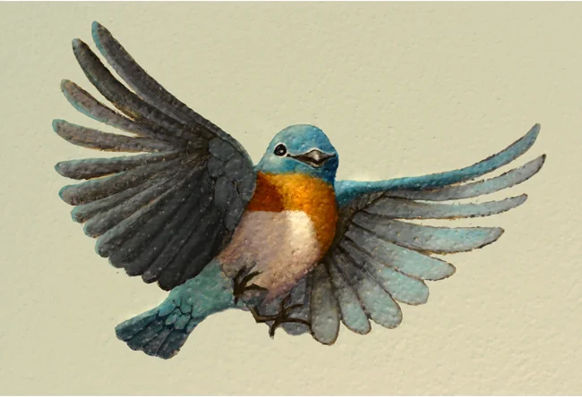 bluebird.jpg