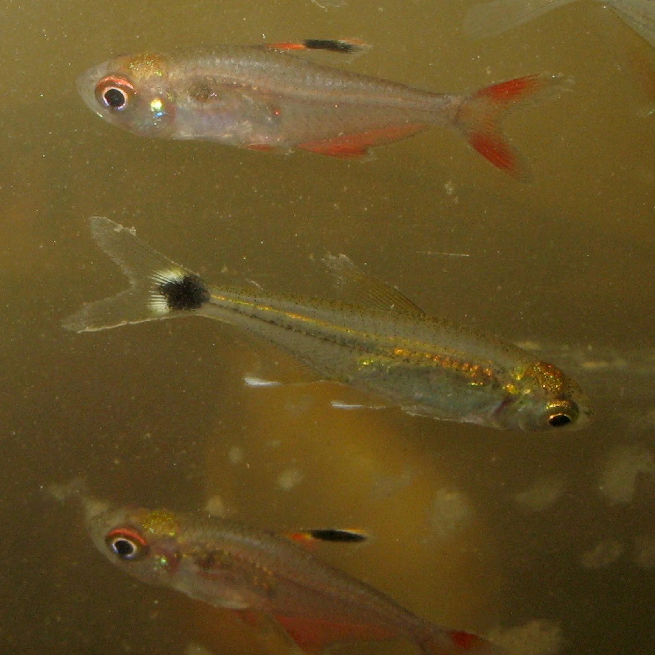 Amazon Fish Collecting — MT Amazon Expeditions