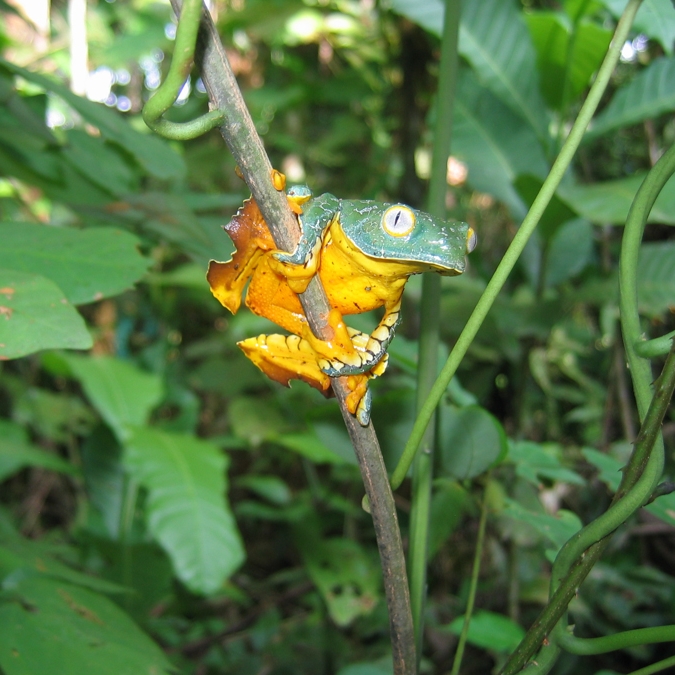 Cruziohyla craspedopus_20041226_2.jpg