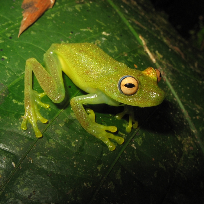 Hyla granosa_20080310_4.jpg