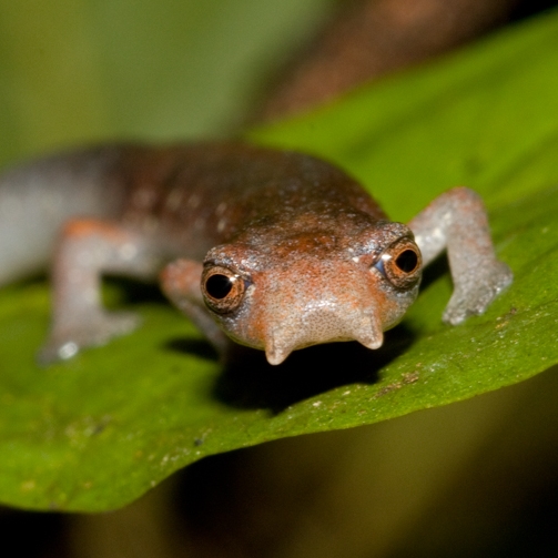 Bolitoglossa altamazonica_20090716_1.jpg