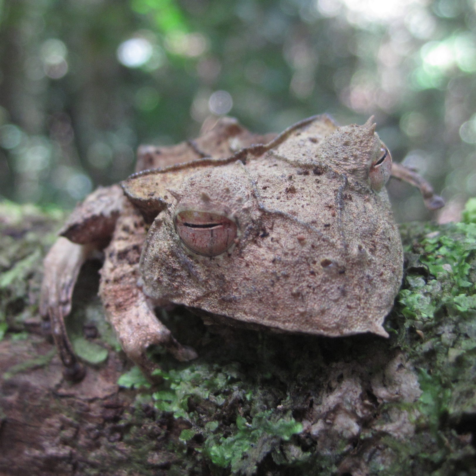 Hemiphractus probiscoidea_20100707_29.JPG