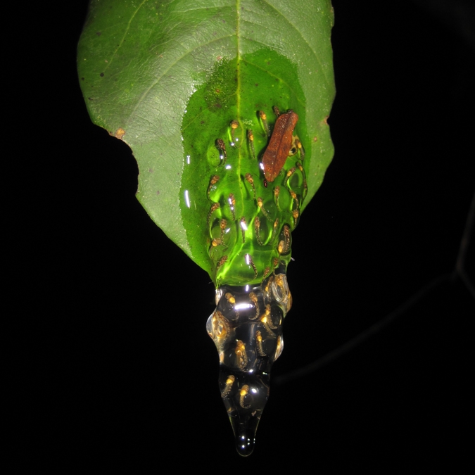 Cochranella ritae egg mass-5.jpg