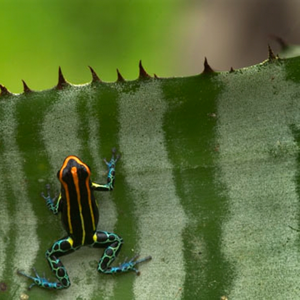 Dendrobates duellmani 05.jpg