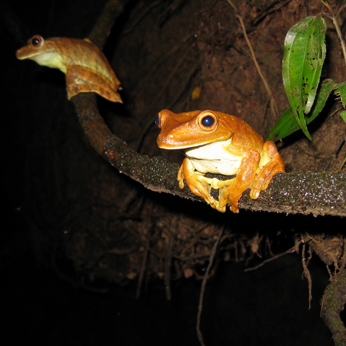 Hypsiboas boans 03-aug04.jpg