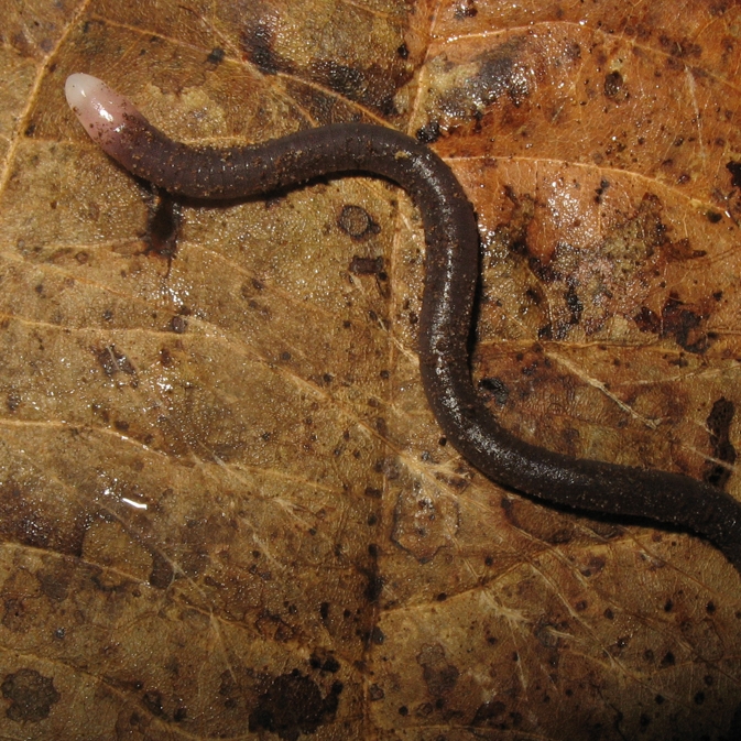 Microcaecilia albiceps_20080205_6.jpg