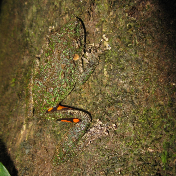 Scinax sp_20090309_2.jpg