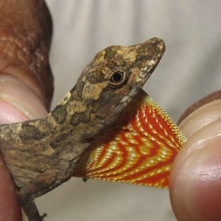 Anolis trachyderma-verify_20070428_2.jpg