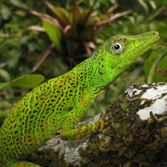 Anolis transfersalis_20070807_2.jpg