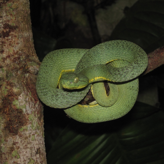 Bothriopsis bilineata_20101114_34.jpg