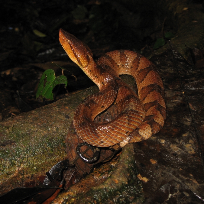 Bothrops brazilii_20070308_17.jpg