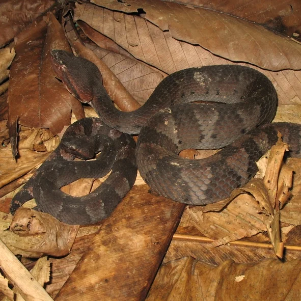 Bothrops hyopora_20070320_09.jpg