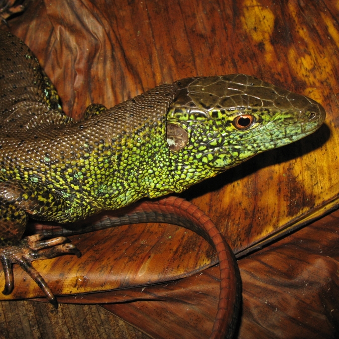 Crocodilurus amazonicus_20070319_2.jpg