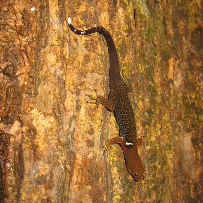Gonatodes concinnatus 02-apr05.jpg