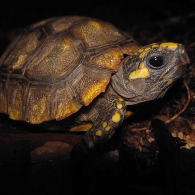 Geochelone denticulata_20101110_4.jpg