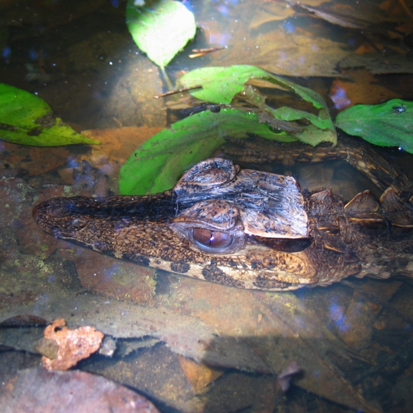 Paleosuchus trigonatus 10.jpg