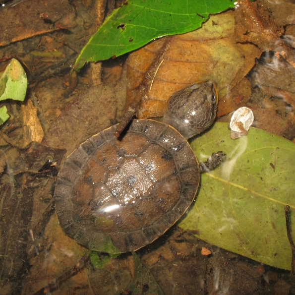 Phrynops raniceps_20080310_3.jpg