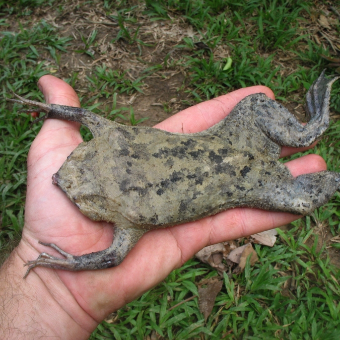 Pipa pipa_20070808_1.jpg