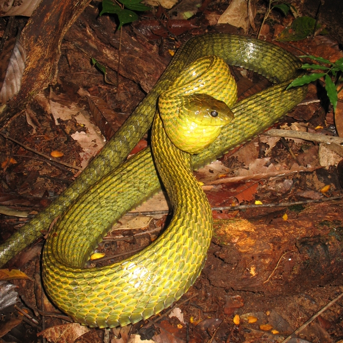 Pseustes sulphureus_20070113_19.jpg